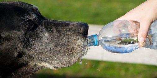 cuidados_de_mascotas