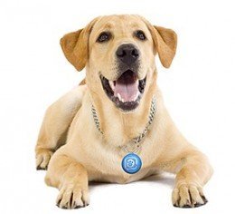 puppy-tweet-de-mattel-e1264597887551-260x236