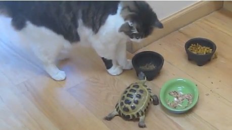 videos_de_gatos_tortuga_persigue_muerde_a_los_gatos_divertidos