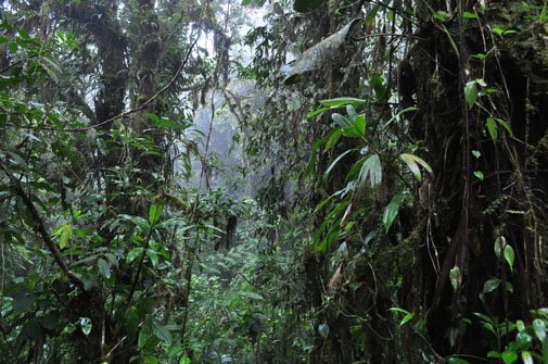 bosque-nuboso bosque-nuboso