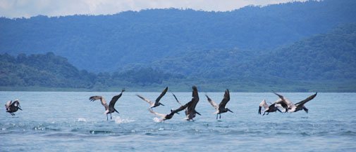 costa-rica-golfito-aves costa-rica-golfito-aves