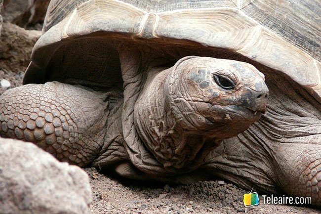 tortugas gigantes seychelles