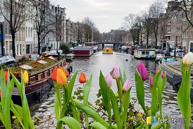 tulipanes canales amsterdam