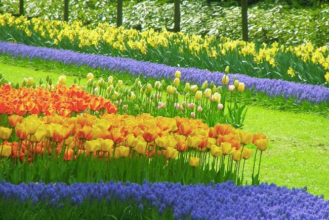 Keukenhof-Holanda-Parque-floral