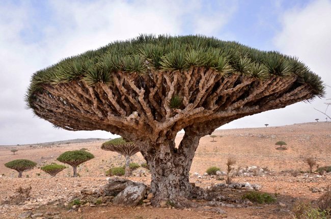 Socotra en Yemen