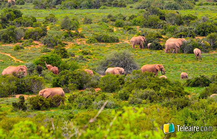 manada de elefantes en Parque Addo, Sudáfrica