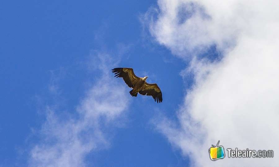 Buitre-leonado-Monfrague