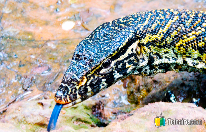 Gambia turismo: centro de recuperación de reptiles