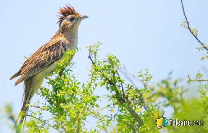 Avistaje de aves en argentina
