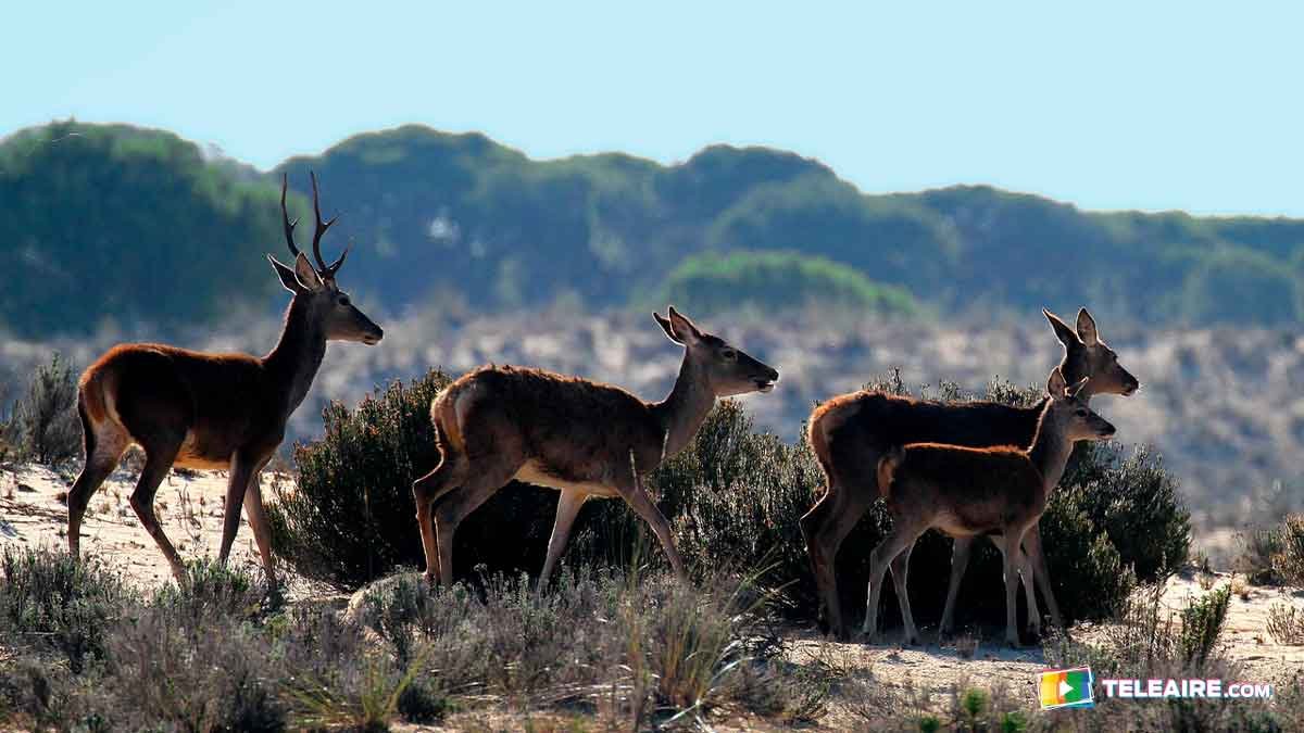 parque nacional doñana patrimonio de la humanidad