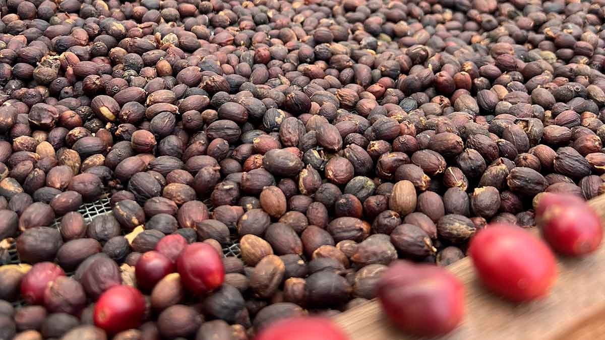 Finca La Laja y Bodega Los Berrazales