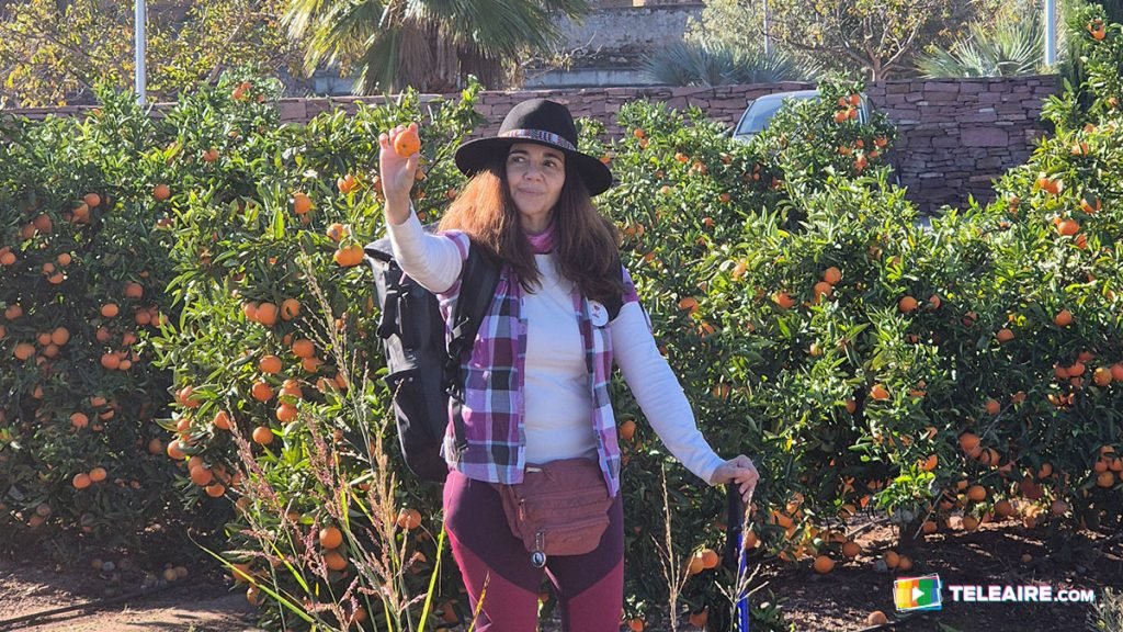 Los naranjos son protagonistas de esta peregrinación inolvidable
